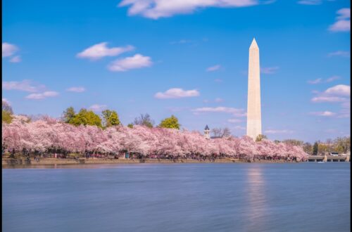 National Cherry Blossom Festival – DC & Tokyo