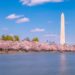 National Cherry Blossom Festival – Dc & Tokyo