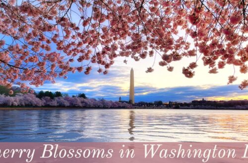 Cherry Blossoms Of Washington Dc 2021 – All You Need To Know About Dc’s Cherry Tree