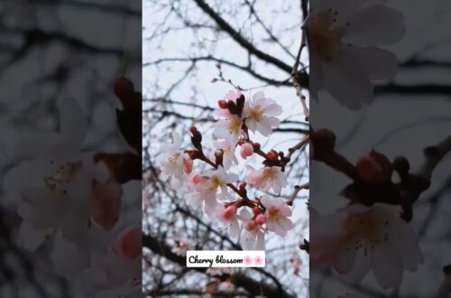 Early Cherry Blossoms 2023 Washington DC