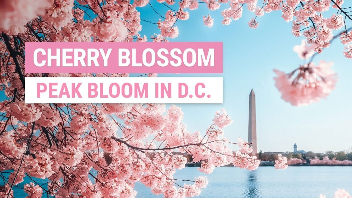 Photographing cherry blossoms in Washington DC