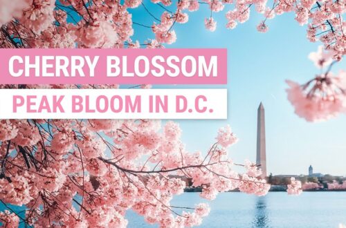 Photographing cherry blossoms in Washington DC