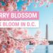Photographing cherry blossoms in Washington DC