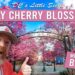 Where To See The Early Cherry Blossoms In Washington Dc In 2023 | Right Now!