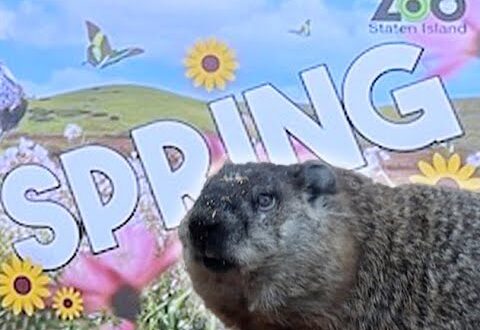 Nyc Groundhog Day 2024: Staten Island Chuck Predicts Early Spring!
