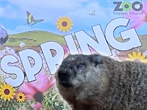 NYC Groundhog Day 2024: Staten Island Chuck predicts early spring