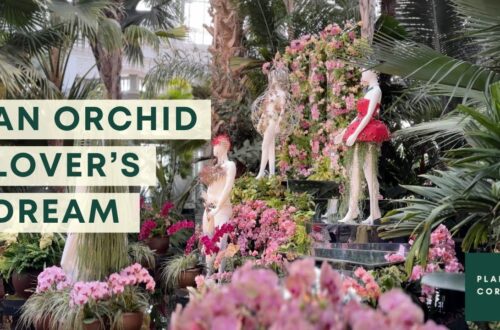 The Orchid Night At Nybg : Nyc Plant Tour