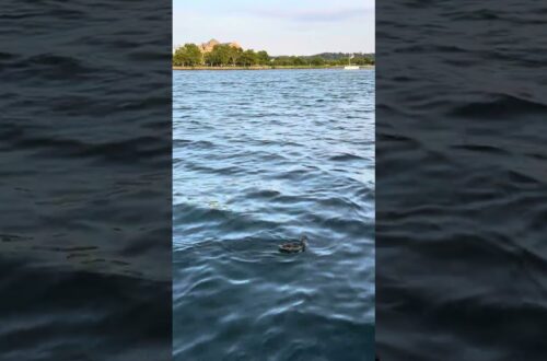 Beautiful Scenery In East Potomac Park In Washington, D.c
