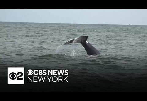 Whale Watching Is Turning Into A Big Nyc Tourist Attraction