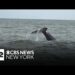Whale Watching Is Turning Into A Big Nyc Tourist Attraction