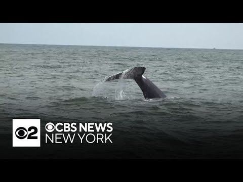 Whale Watching Is Turning Into A Big Nyc Tourist Attraction
