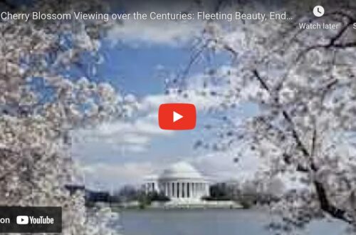 Washington Dc Cherry Blossom Tradition