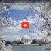 Washington Dc Cherry Blossom Tradition